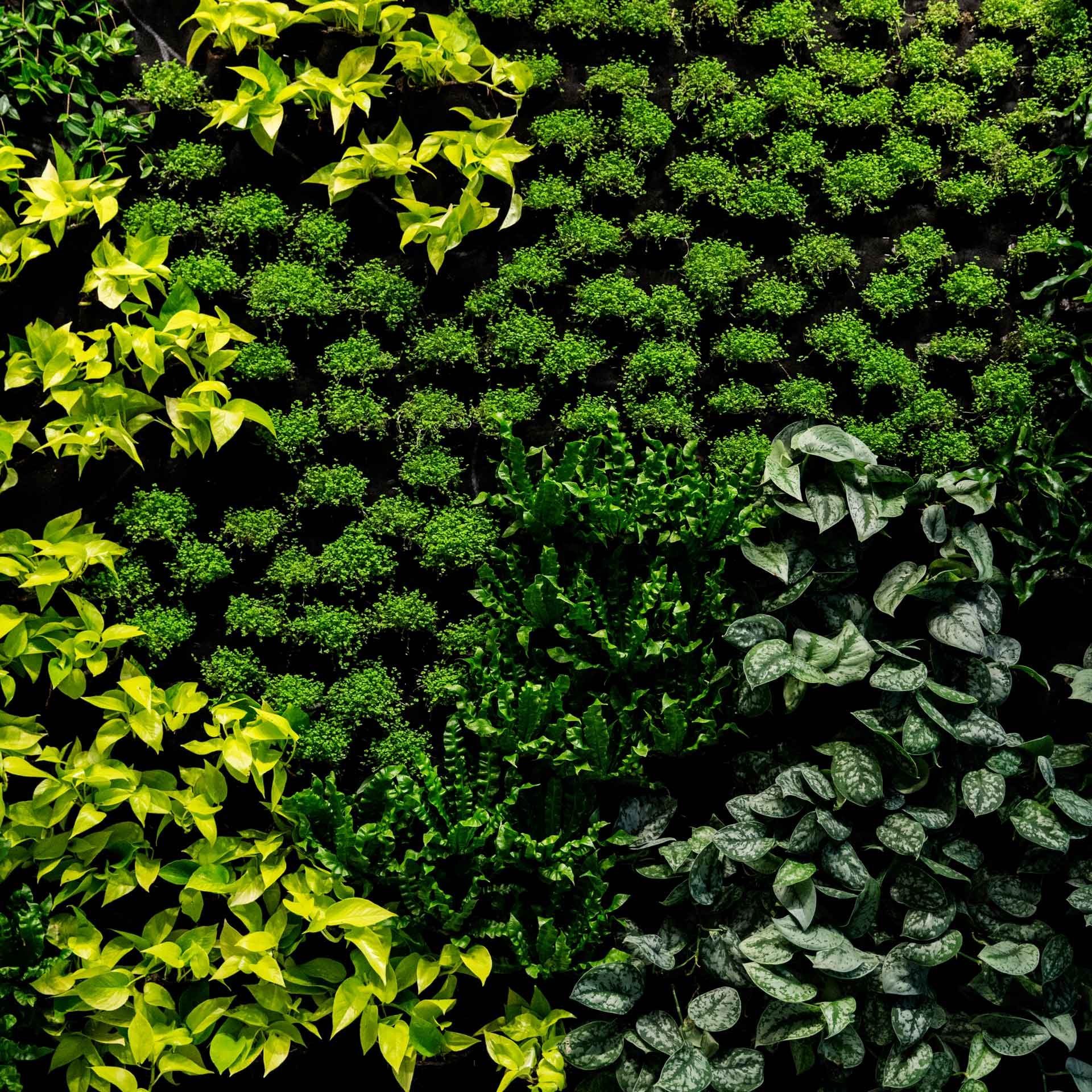 Immergrüne Hecke als natürlicher Sichtschutz Bonava