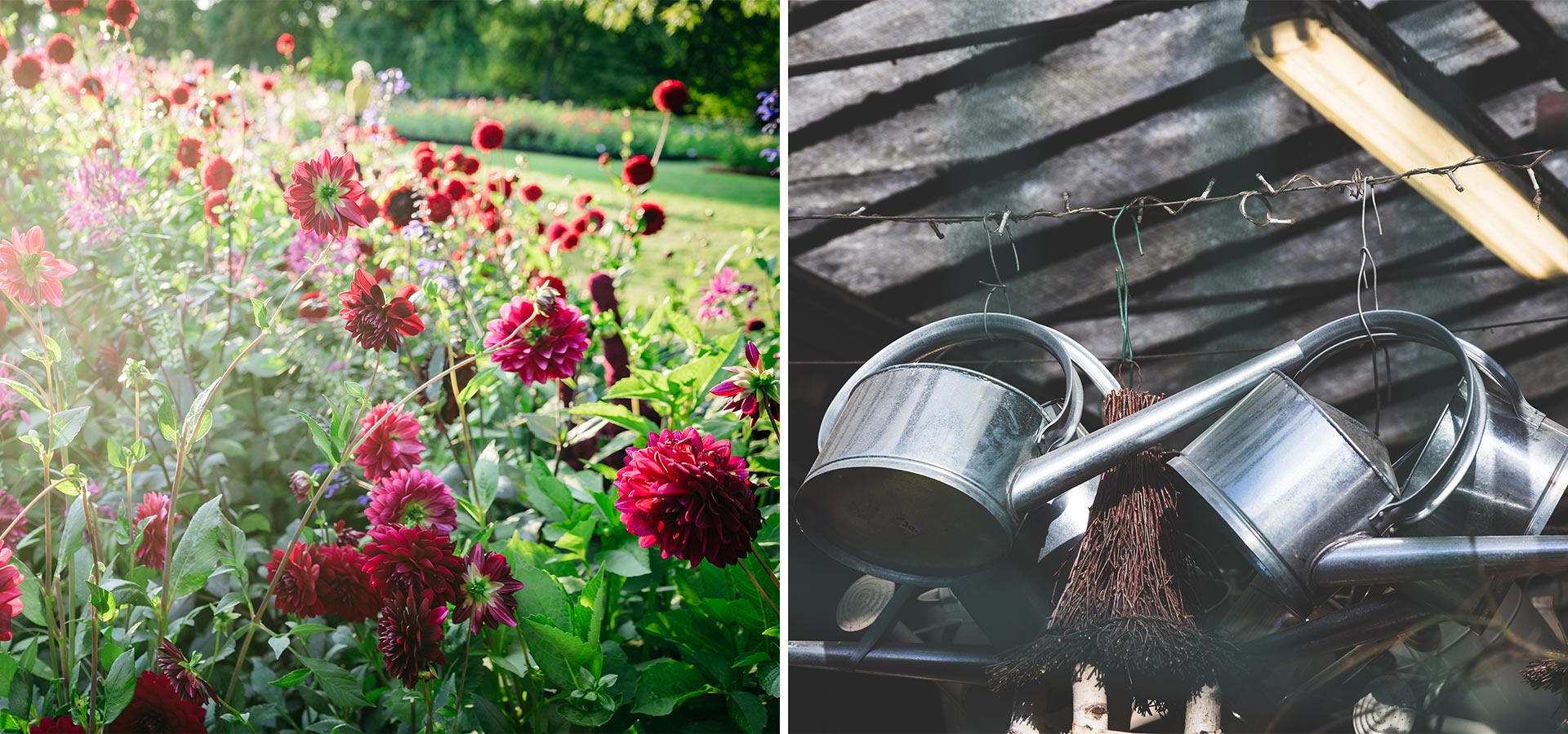 contentassets/398f0ffa8ff347009258c464f766066d/bonava-gartentipps-sommer-giesskannen.jpg