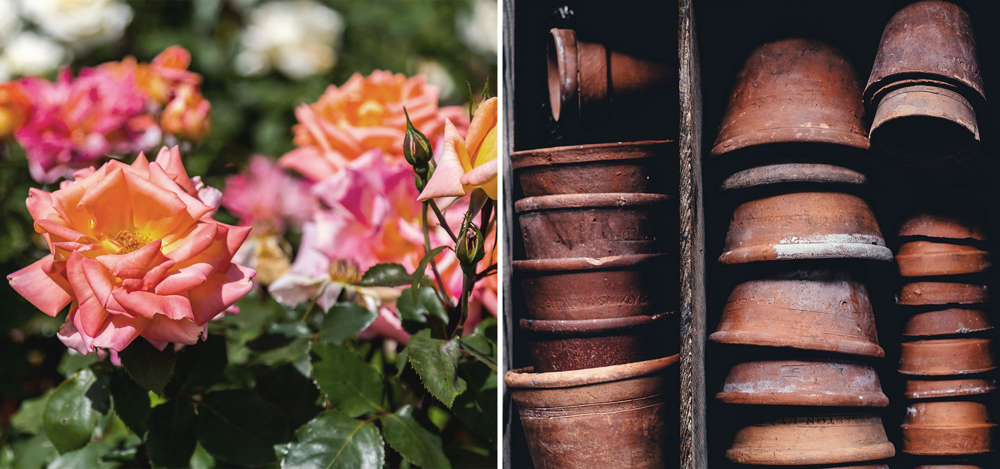 contentassets/39e19633f8cd477096e05ac86afd3df5/bonava-gartentipps-sommer-rose-topf.jpg